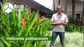 Heliconia Heliconia psittacorum  Jardim sem segredo [upl. by Akived]