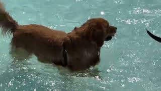 Highlights of the Pooch Plunge 2024 [upl. by Altheta451]