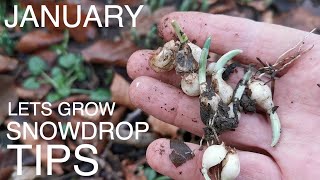 January Snowdrops Seasonal Tip [upl. by Spielman425]