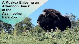 A Muskox Enjoying an Afternoon Snack at the Assiniboine Park Zoo papaatthezoo AssiniboinePark [upl. by Ila95]