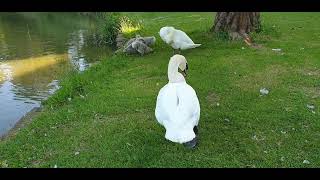 Bedford Park Cygnets  22 June 2024 [upl. by Nylissej]