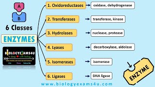 Classification and Nomenclature of Enzymes with Examples  6 Classes of Enzymes with Examples [upl. by Anawqahs]