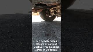 Bee activity forces closure of parts of Joshua Tree National Park in California [upl. by Oicneserc]