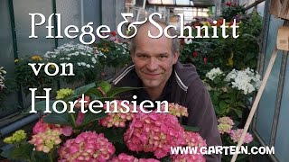 Pflege und Schnitt von Hortensien [upl. by Lebatsirc]