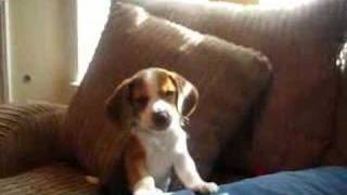 beagle puppy howl [upl. by Omer]