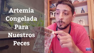 🔵 Como Alimentar Con Artemia O Alimento Congelado A Nuestros Peces Acuarios MB [upl. by Ynohtnanhoj]