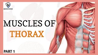 Muscles of the Thorax and Abdomen  Abdomen Anatomy  Origin  Insertion and Action  Part 1 [upl. by Atterol]