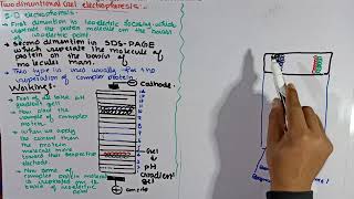 Two Dimensional Electrophoresis  2D Electrophoresis  Types of Electrophoresis  Electrophoresis [upl. by Aneehsram]