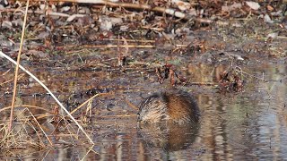 Muskrats Petrie Island [upl. by Taryn]