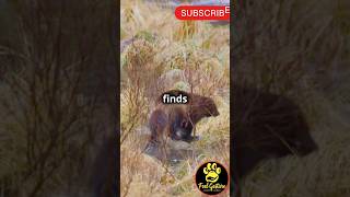 The Lone Survivor The Wolverines Fierce Battle animals facts shortfeed shorts usareels [upl. by Prussian]