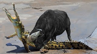 Extreme Fight Buffalo vs Crocodile  Wild Animals Attack [upl. by Nangatrad370]