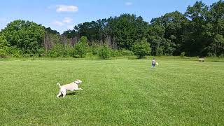 Barfy running at Minooka dog park [upl. by Gnoud160]