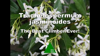 Trachelospermum jasminoides  The Best Climber Ever [upl. by Zemaj]