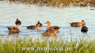 Philippine Ducks at Candaba Wetlands [upl. by Feldstein]