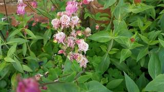 Aquilegia  the classic cottage garden flower [upl. by Iorio]