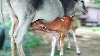 Heartwarming Moments Cow Feeding Milk to Adorable Calf 💕🐄 [upl. by Hakim]