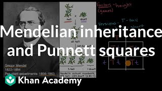 Mendelian inheritance and Punnett squares  High school biology  Khan Academy [upl. by Rothwell86]