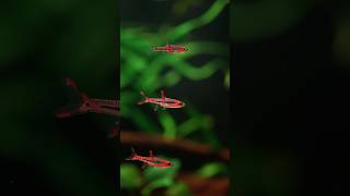 Rasbora Mosquito amp Galaxy aquarium rasbora fishtank aquascape aquariumfish [upl. by Gaskins700]