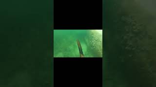 Two Snappers One Spear fishing spearfishing freediving florida floridaman keywest nature [upl. by Anig]