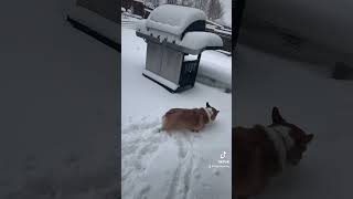 Flashback Friday Snow dogs corgi corgipuppy corgilife [upl. by Merfe]