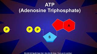 ATP Adenosine Triphosphate [upl. by Yancey168]