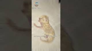 viral short videoBela chiku last new row born baby RIP😿😿😭😭😭 [upl. by Uhp761]