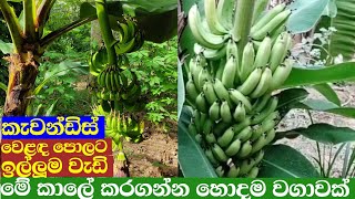 ආර්ථික වාසි රැසක් ලැබෙන නිරන්තරයෙන් කැවන්ඩිස් වගාවේ නියලෙන්න kawendis [upl. by Retsim]