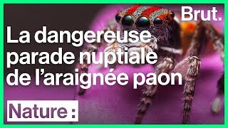 Laraignée paon  quelle est sa technique de séduction [upl. by Pelmas727]