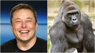 Elon Musk Drops Harambe Rap Song [upl. by Gabel]