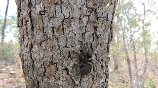 Sydney issues spider warning Funnelweb’s emerge after heavy rainfall [upl. by Shafer]