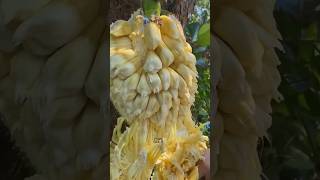 Delicious Jackfruit Enjoy Beautiful Nature 🍊🍒🍉🍑 shorts fruits trending [upl. by Rogerio168]