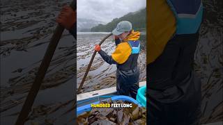 Bullwhip Kelp Algae Harvesting 😳 [upl. by Daren]