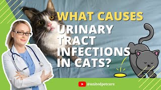 What Causes Urinary Tract Infections in Cats  Urinary Tract Infection [upl. by Sholom]