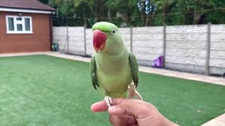 1 Year Old Baby Alexandrine Parrot Parakeet Bird Playing Outside [upl. by Frulla]