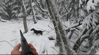 Lov na divlje svinje u Hercegovini Odstrel na mjestu Hunting wild boar [upl. by Idham]