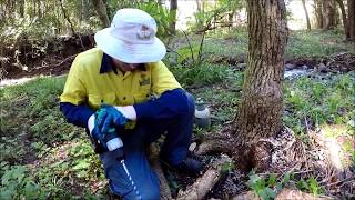 Bush Regeneration Stem injecting to control woody weeds Envite Environment [upl. by Aivat]