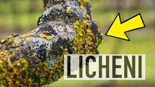 I LICHENI FANNO MALE ALLE PIANTE SCIENZA DEL BOSCO [upl. by Madancy]