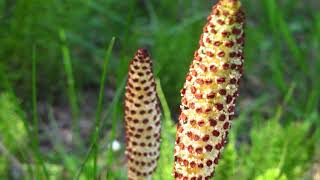 common horsetail  Equisetum arvense Identification and characteristics [upl. by Sitra]