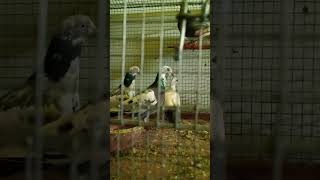 Cocktail bird 🐦 buddhi parrot 🦜 kabootar viral 🕊️ Prince Bird birds 2024 pigeon kabutar shorts [upl. by Lleuqar]