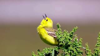 Western Yellow Wagtail Birds  A Vibrant Avian Wanderer [upl. by Gerome]