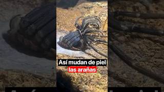 Así mudan de piel las arañas 😱😱 [upl. by Finzer]