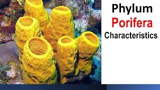 phylum Porifera Characteristics [upl. by Matthei]