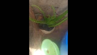 PART 2 Health benefits of Aloe vera Dagbani [upl. by Alicul]