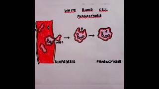 Phagocytosis and WBC phagocytosis wbc diapedesis education biology [upl. by Dragon]