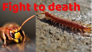 Giant hornet vs centipede  fight to death wildlife [upl. by Paynter]