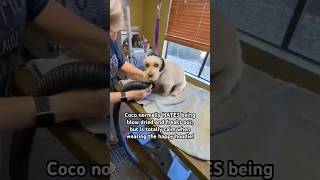 16 year old dog gets over fear of the blow dryer using happy hoodie 😍 groom doglover seniordog [upl. by Currie]