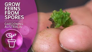 The dark art of propagating ferns from spores  Wow to  Gardening Australia [upl. by Downall]