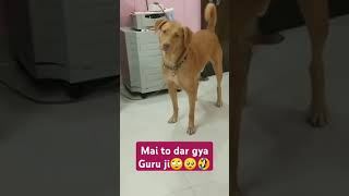 🤣🤣Sharabi Dog🐕🤣🤪😜funnycomedy youtubeshorts viraltrendinglabradorlovers shortsvideo funny [upl. by Crow]