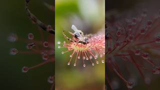 Drosera Madagascariensis feeding timelapse [upl. by Yxel]