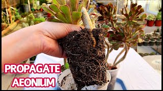 278 PROPAGATION AEONIUM FROM LONG CUTTING amp SHORT CUTTING  TAKE CARE OF AEONIUM SUCCULENTS [upl. by Ainesy244]